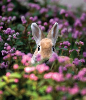 Bunny in the flowers