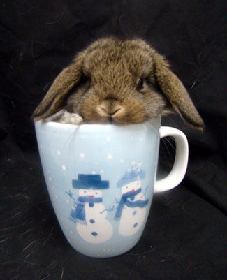 Bunny in a Mug