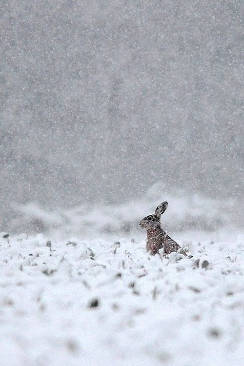 Bunny in a snowstorm