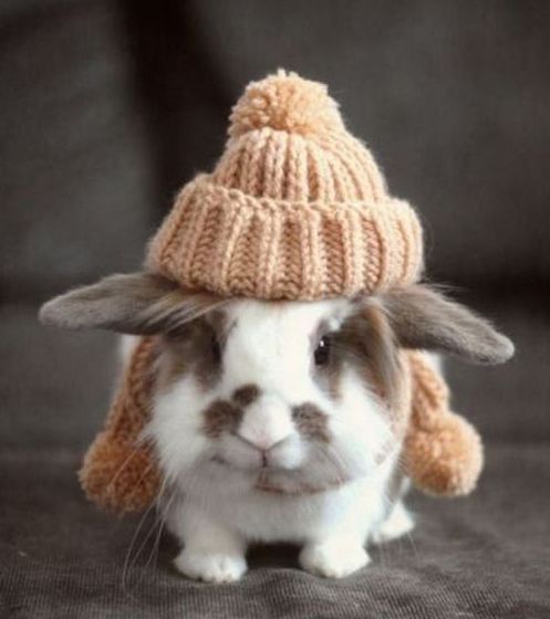 Bunny with a puff beanie