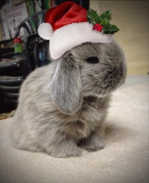 Bunny with a santa hat