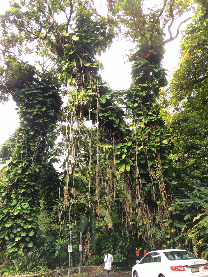 Maui Hawaii Vacation Part 1 by Bunny Baubles Blog 12