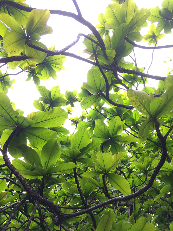 Maui Hawaii Vacation Part 1 by Bunny Baubles Blog 18